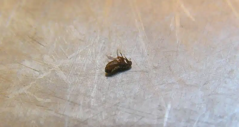Flee Exterminator