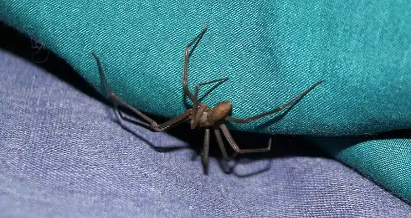 Spider Exterminator