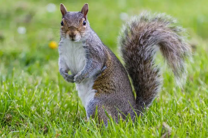 Squirril