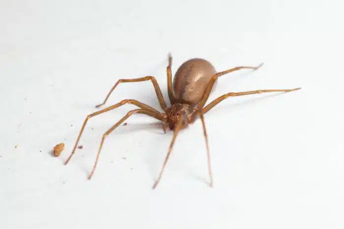 Female Brown Recluse Spider Poisonous Arachnid