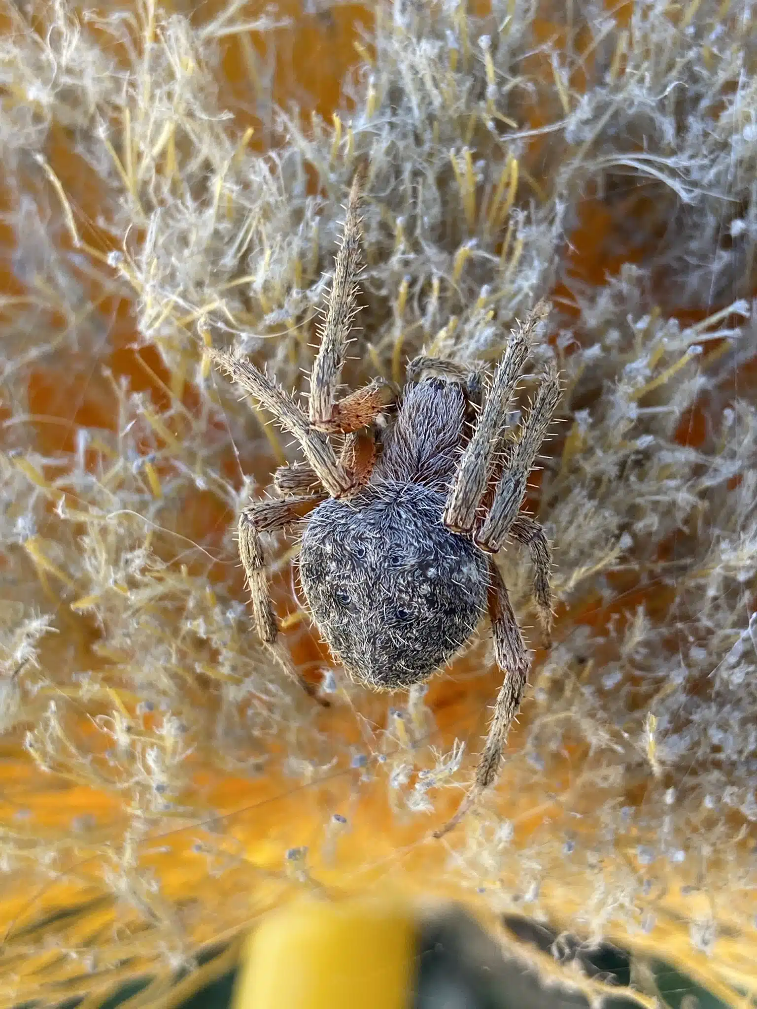 Webster Spider