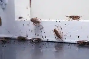 Cockroach Infestation in Tulsa Homes