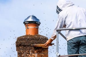 DIY bee removal,Bee removal tulsa